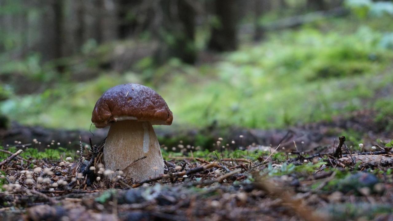 Le Vallon d'Armandine, gîte écologique Auvergne Saint-Hilaire  Exterior foto